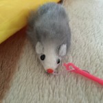 投げると猫がねずみのおもちゃを持ってくる♪そして箱に入れる