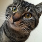 猫は白米平気？？