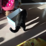 陽だまりの猫。ロミちゃんの画像でお送りします