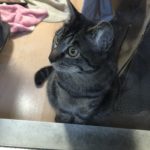 今日も料理は邪魔をするロミちゃん