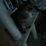 夜中の方が元気??