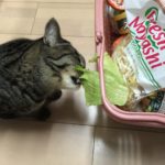 食べれるの?猫はスイカ大丈夫??