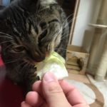 猫はトマト食べれるの？？それとも…