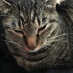 朝から外を気にして確認しに行くウチの猫