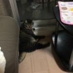 やっと訪れた日常…ロミちゃんが落ち着いたいつもの日々